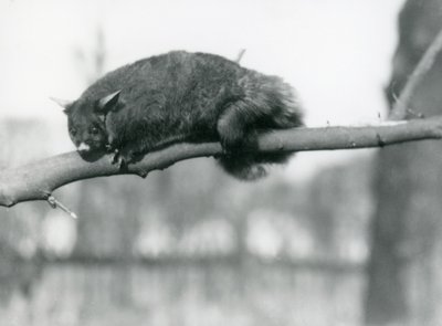 Een Vliegende Phalanger kijkt naar beneden vanaf een tak in de London Zoo, ca. 1923 door Frederick William Bond